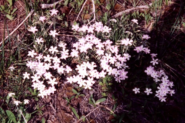 Indigenous Flowers